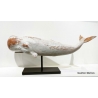 Cachalot Blanc sur socle 77 cm