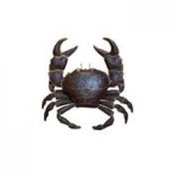 Crabe en métal 75 cm