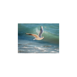 Lampe photo Mouette LP340 29cm
