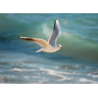 Lampe photo Mouette LP340 29cm